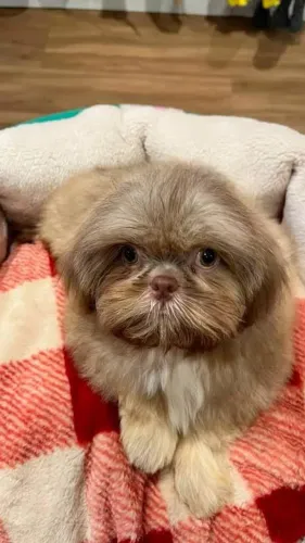 SHIH TZU MACHINHO DE OLHOS VERDES LINHAGEM CHOCOLATE