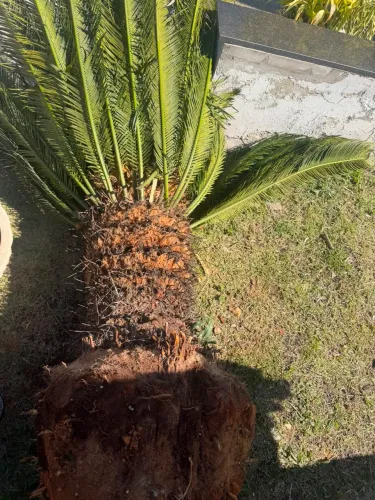 Doação de cica/sagu-de-jardim adulta ? retirar no local
