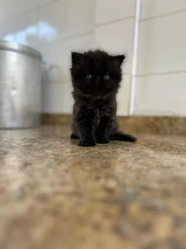 Gato Persa