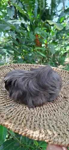 Porquinhos-da-índia - Peruanos