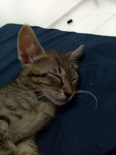 Gata para adoção