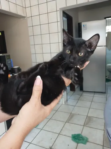Doação de um gato