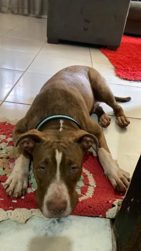Vende se cachorro pitbull
