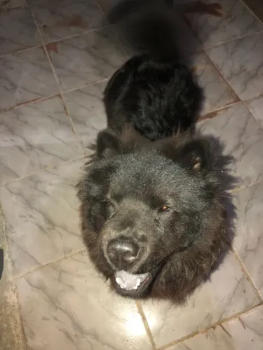 Chow chow