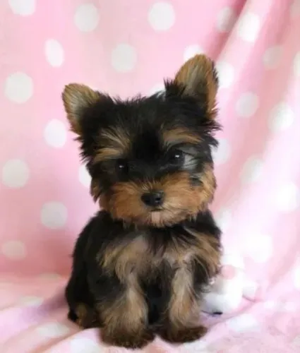 Yorkshire Terrier pequeno