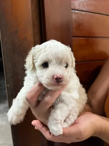 Vende-se poodle número 01 fêmea 
