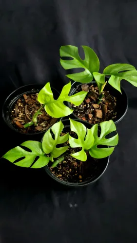 Rhaphidophora tetrasperma - Mini Costela de Adão