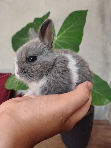 Coelho Netherland dwarf