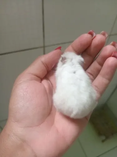 Hamster russo anão