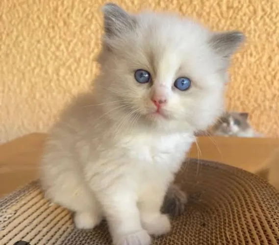 Gatinho angorá fêmeas disponível