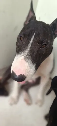 Doação cachorro Bull terrier