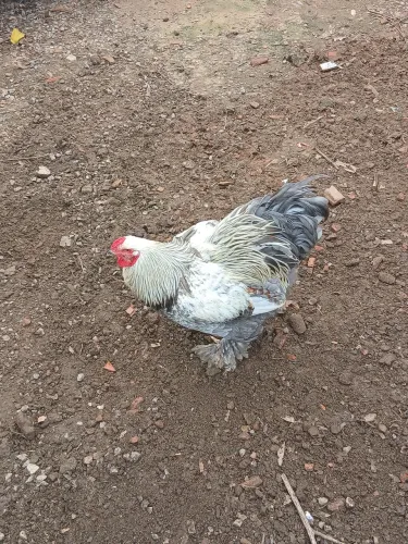 Vende-se ou troca Galo Brahma Adulto 1 ano