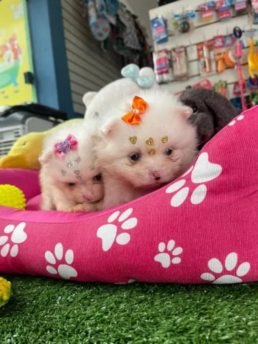 Spitz alemão fêmea mini a pronta entrega 
