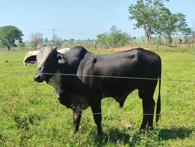 GADO A VENDA