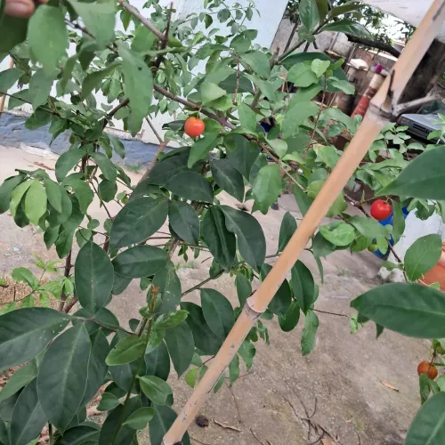Mudas de acerola, produzindo, 1,50 de altura