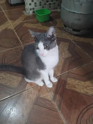Gatinha para doação, super brincalhona 