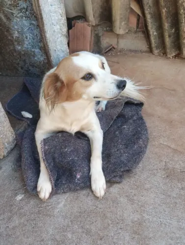 Cães para adoção responsavel em Ribeirão Preto