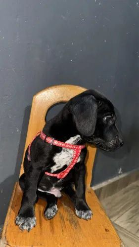 doando cachorro 