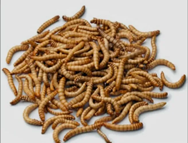 Tenebrio gigante larva viva 300 unidades 
