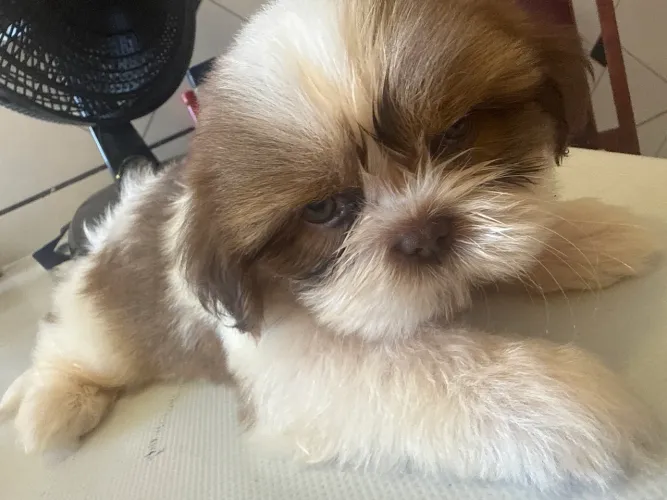 Cachorro filhote Shitszu 