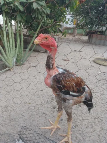 Galinha caipira