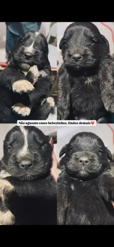 Filhotes de Golden com São Bernardo