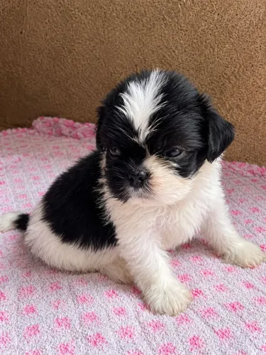 Filhotes de Shih Tzu Disponíveis