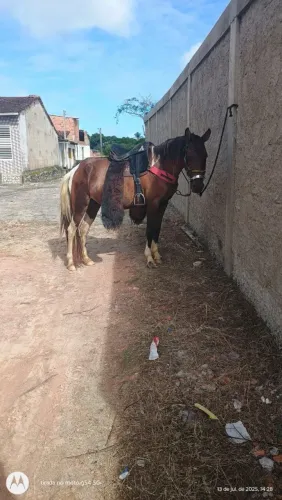 Égua baixeira