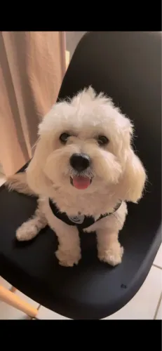Vende-se Poodle x Lhasa Apso - Macho, 3 anos