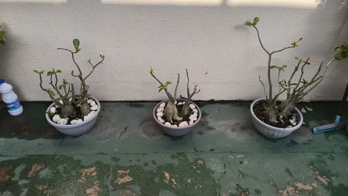 Rosas do deserto 