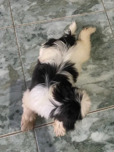 Vende- se cachorro da raça Shih Tzu! 