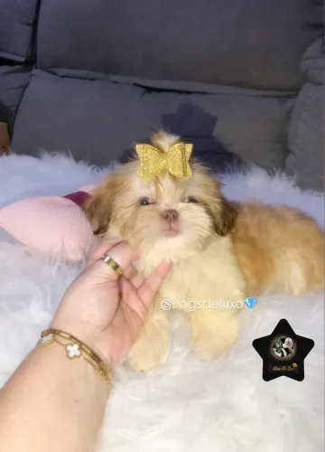 Filhote de Shih-Tzu fêmea a pronta entrega! Com pedigree.