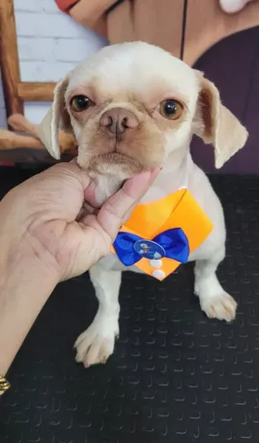 Doação de shitzu macho