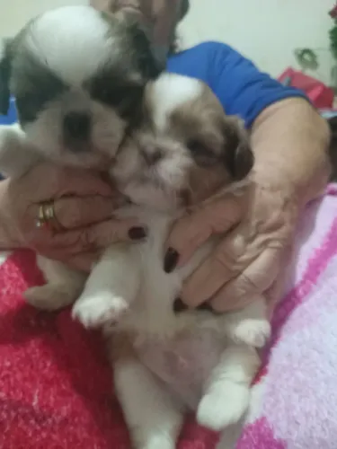 Vendo 2 cachorros micro shitzus