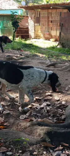 Cães