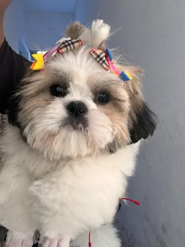 Shi tzu