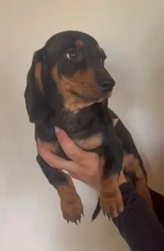 Basset teckel encanto