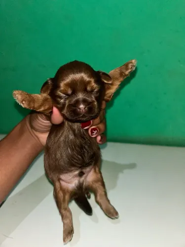 Shih tzu