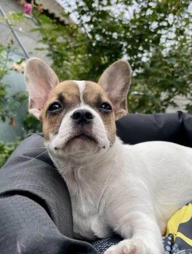 Bulldog frances disponivel