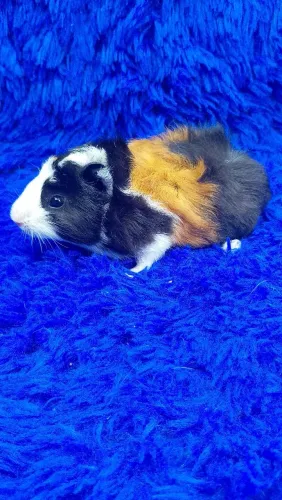 Porquinho abssinio 3 cores tricolor