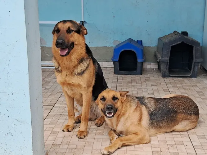 Vendo casal de pastor alemão puro adora brincar com crianças ótimo cão de guarda