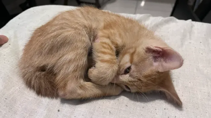 Gatinha laranja, filhote