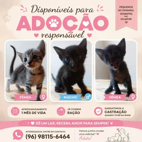 Gatinhos fofos pra doação ?