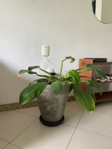 Vaso com Pacova (altura do vaso 65 cm)