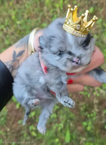 Lulu da Pomerânia blue merle