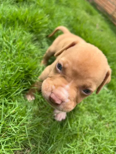 Pitbull filhote