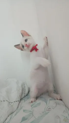 Gatinha para adoção!
