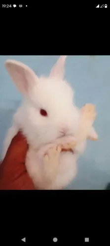 Coelhinhos big nova Zelândia