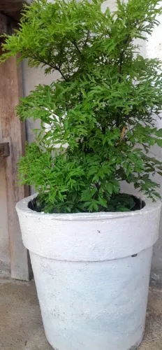 Árvore da Felicidade em Vaso de Cimento 
