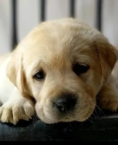 Labrador Filhotes Disponíveis, Magníficos. 